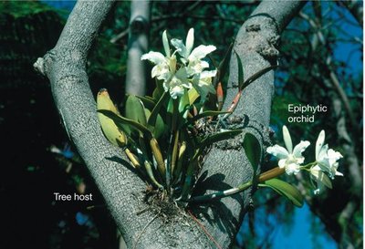 Examples of mutualism between flowers and pollinators, and fish and cleaner shrimp