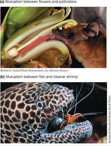 Experimental setup for testing ant-treehopper mutualism