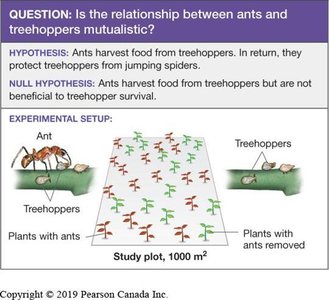 Ant and treehopper interaction