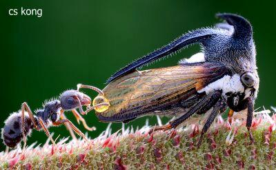 Jumping spider preying on treehopper