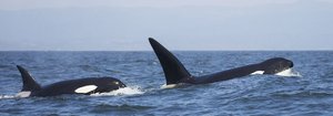 Orca whales swimming