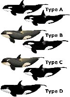 Morphological differences among orca ecotypes