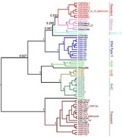 Phylogenetic tree of orca ecotypes