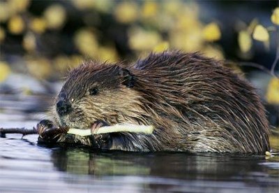 Beaver in water
