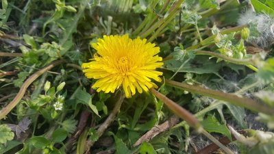 Dandelion as an example of random sampling