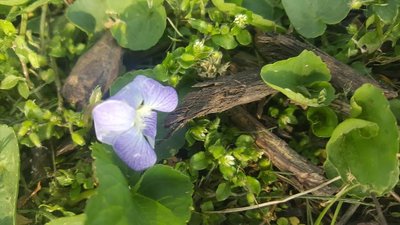 Violet as an example of random sampling