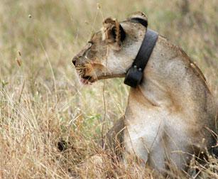 Lion with tracking collar (mark and recapture)