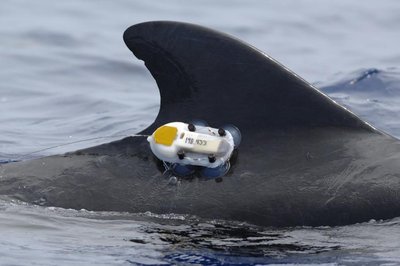 Dolphin with tracking device (mark and recapture)