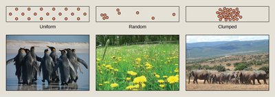 Dispersion patterns: uniform, random, clumped
