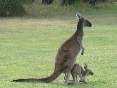 Kangaroo with joey (K-selected species)