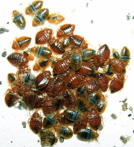 Bed bugs (R-selected species)