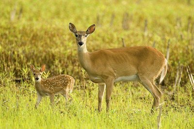 Deer and fawn (Type I survivorship)