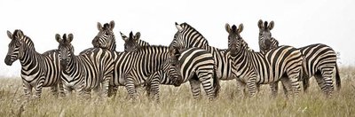 Zebras as an example of population sampling