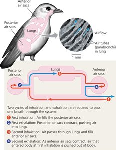 Diagram of avian respiratory system showing airflow through air sacs and lungs