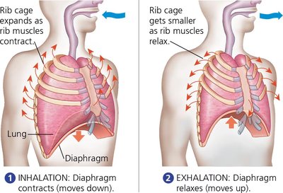 Diagram of mammalian inhalation and exhalation showing diaphragm and rib movement