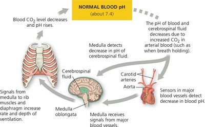 Diagram of homeostatic control of breathing showing feedback between blood pH, medulla, and respiratory muscles