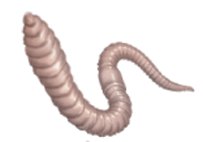 Example of bilateral symmetry: earthworm