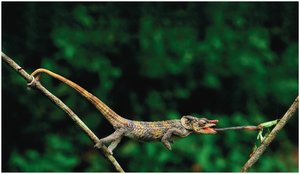 A chameleon capturing prey with its tongue, demonstrating specialized predatory adaptations