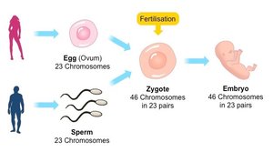 Fertilization and chromosome number in humans