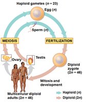 Human life cycle: meiosis and fertilization