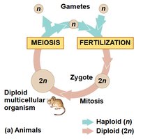 Animal life cycle: meiosis and fertilization