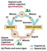 Plant life cycle: alternation of generations