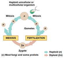 Fungal/protist life cycle