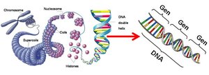 DNA, chromosomes, and genes