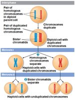 Overview of meiosis
