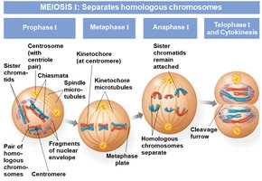 Meiosis I phases