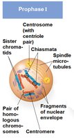 Prophase I: crossing over