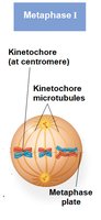 Metaphase I: homologous chromosomes align
