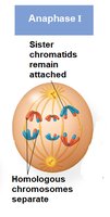 Anaphase I: homologous chromosomes separate