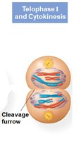 Telophase I and cytokinesis