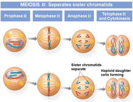 Meiosis II phases