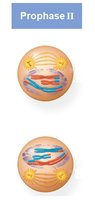Prophase II