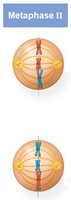 Metaphase II