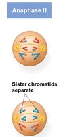 Anaphase II