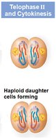 Telophase II and cytokinesis