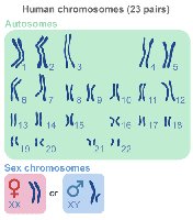 Human karyotype showing autosomes and sex chromosomes