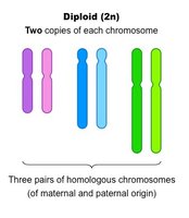 Diploid cell with homologous chromosomes