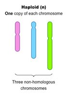 Haploid cell with non-homologous chromosomes