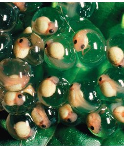 Frog embryos at various stages of development