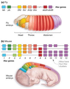 Hox gene clusters in fly and mouse embryos