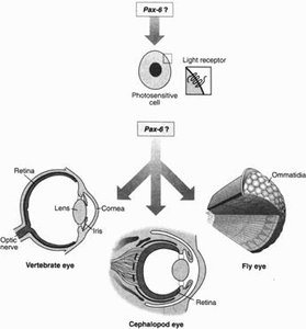 PAX6 gene and eye development in vertebrates, cephalopods, and flies