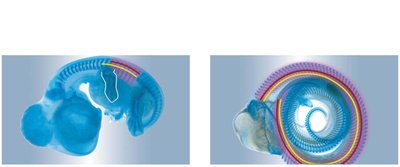 Hox gene expression in chick and snake embryos