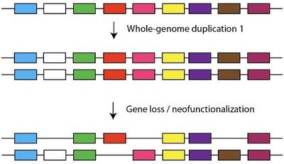 Gene duplication and neofunctionalization