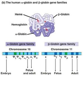 Human alpha- and beta-globin gene families