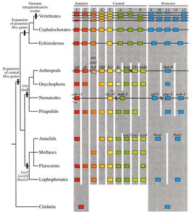 Expansion of Hox gene clusters across animal phyla