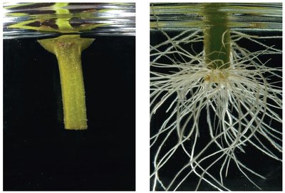 Plant cell dedifferentiation and regeneration of roots